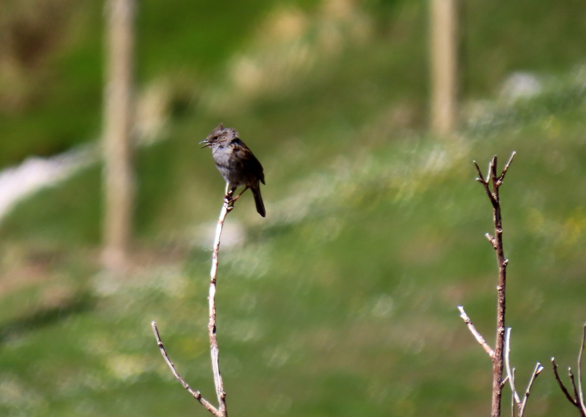 Dunnock - ML636422677