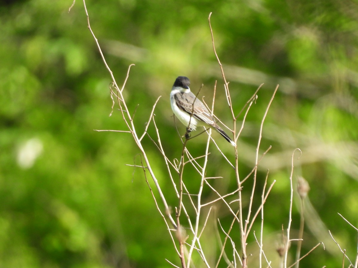 Eastern Kingbird - ML636422694