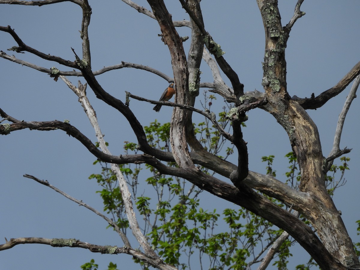 American Robin - ML636422721