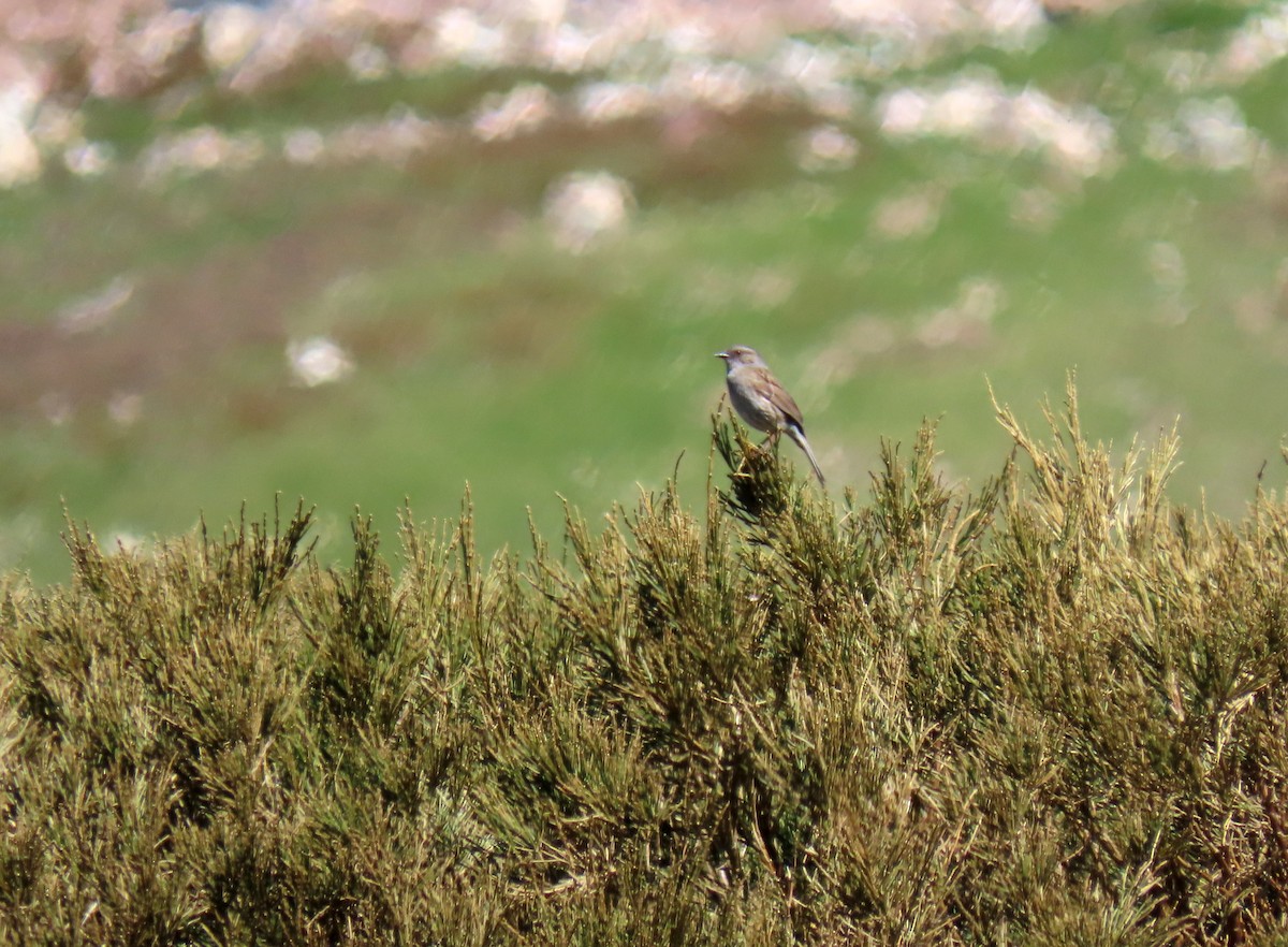 Dunnock - ML636422753