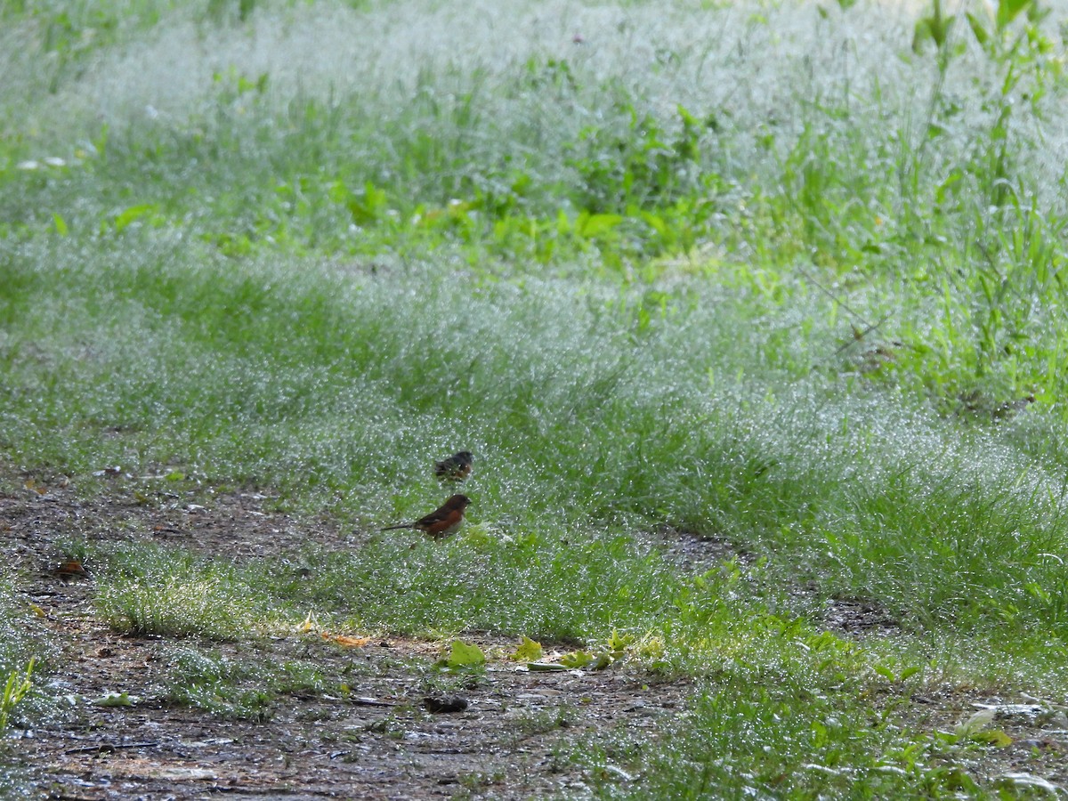 Eastern Towhee - ML636422755
