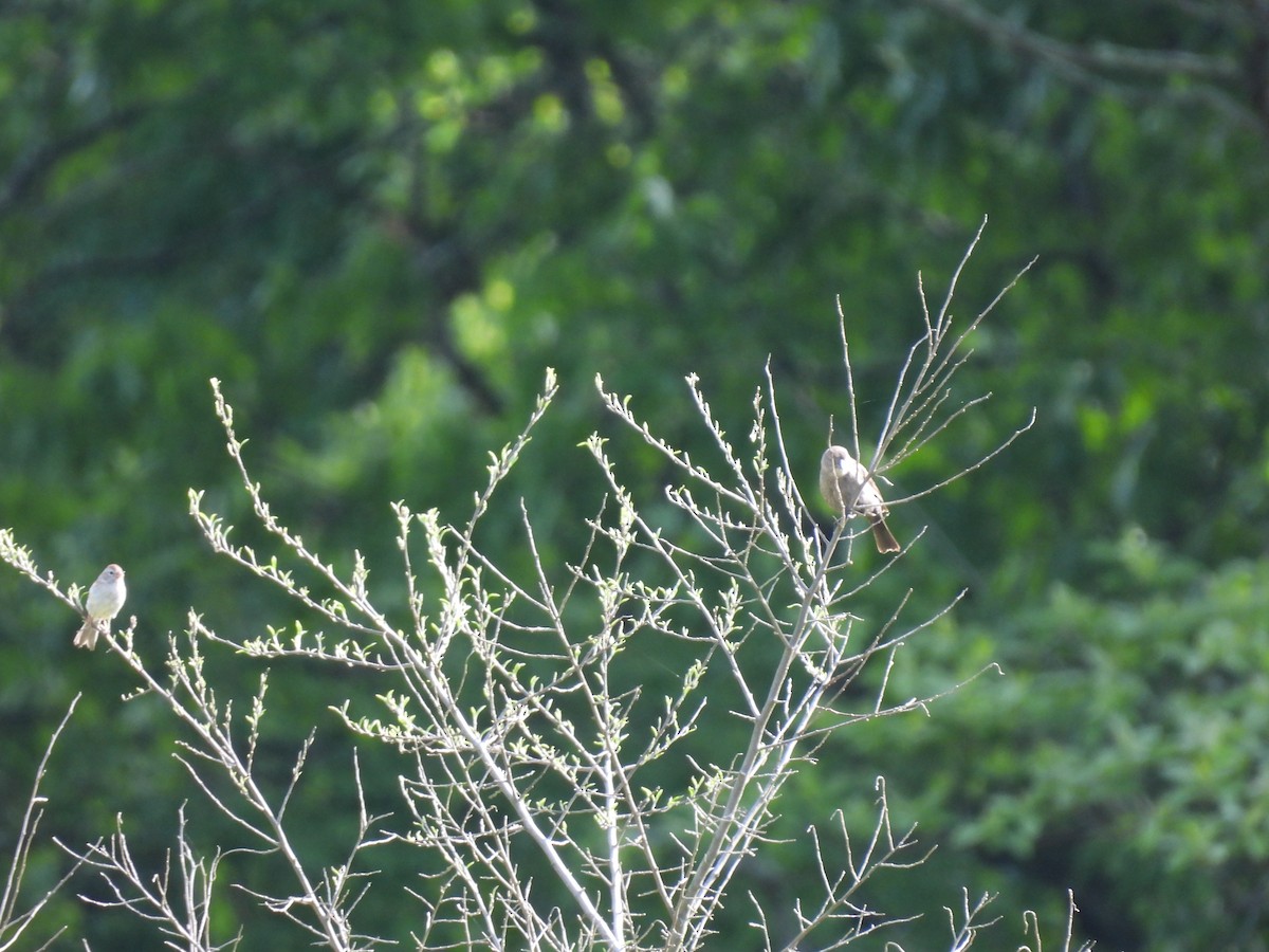 Brown-headed Cowbird - ML636422794