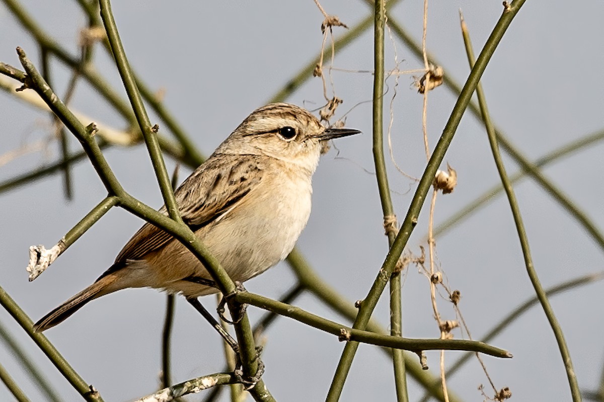 White-browed Bushchat - ML636422819