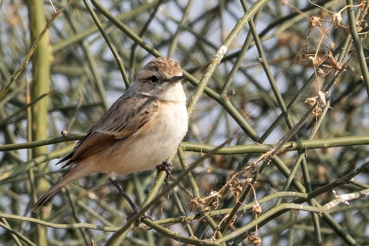 White-browed Bushchat - ML636422820