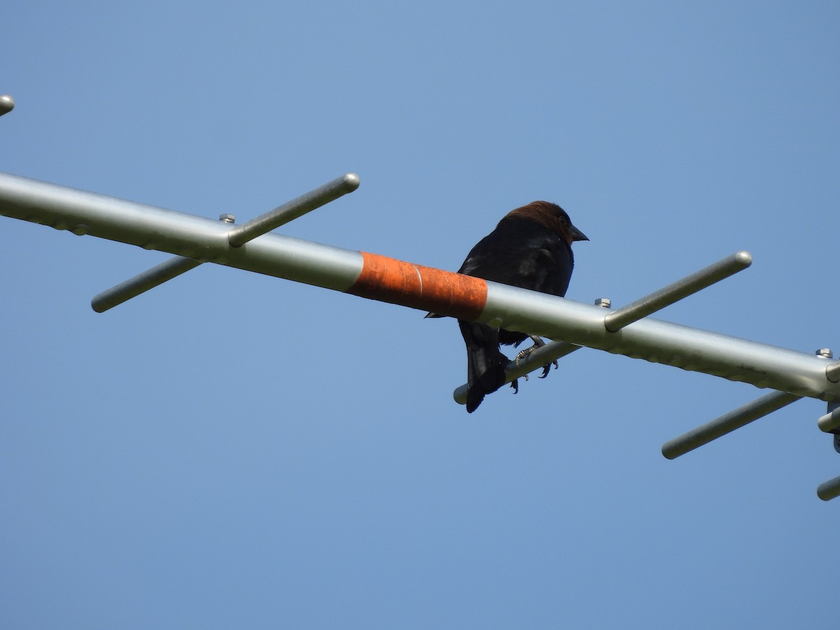 Brown-headed Cowbird - ML636422821