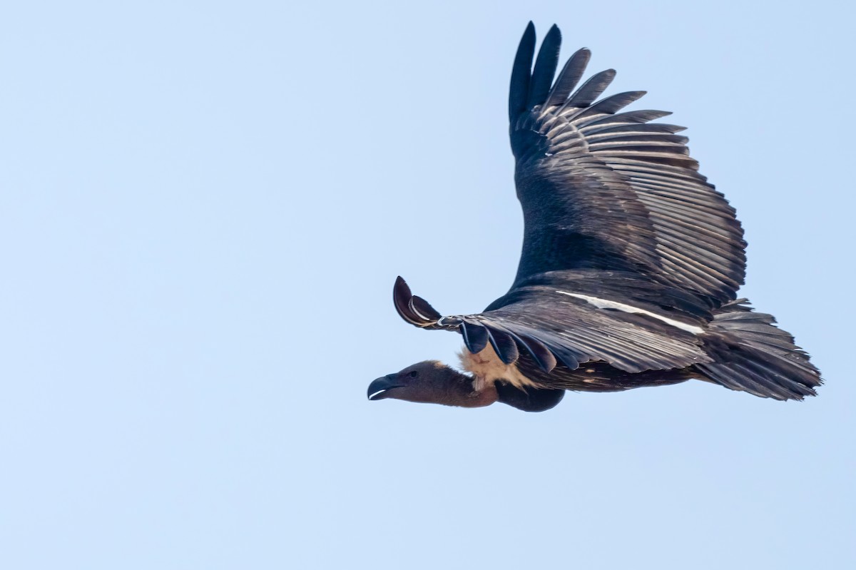 White-rumped Vulture - ML636422845