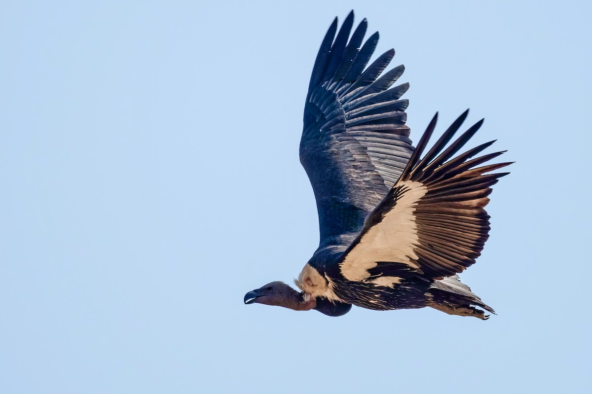 White-rumped Vulture - ML636422846