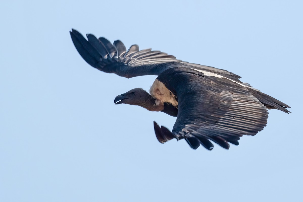 White-rumped Vulture - ML636422848