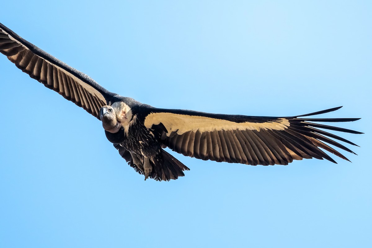 White-rumped Vulture - ML636422849