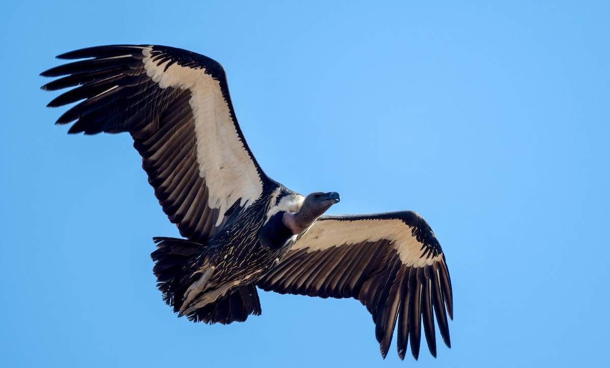 White-rumped Vulture - ML636422850