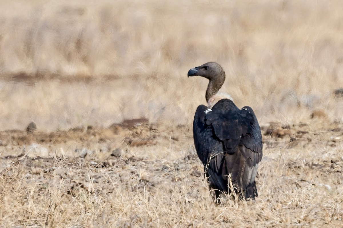 White-rumped Vulture - ML636422851