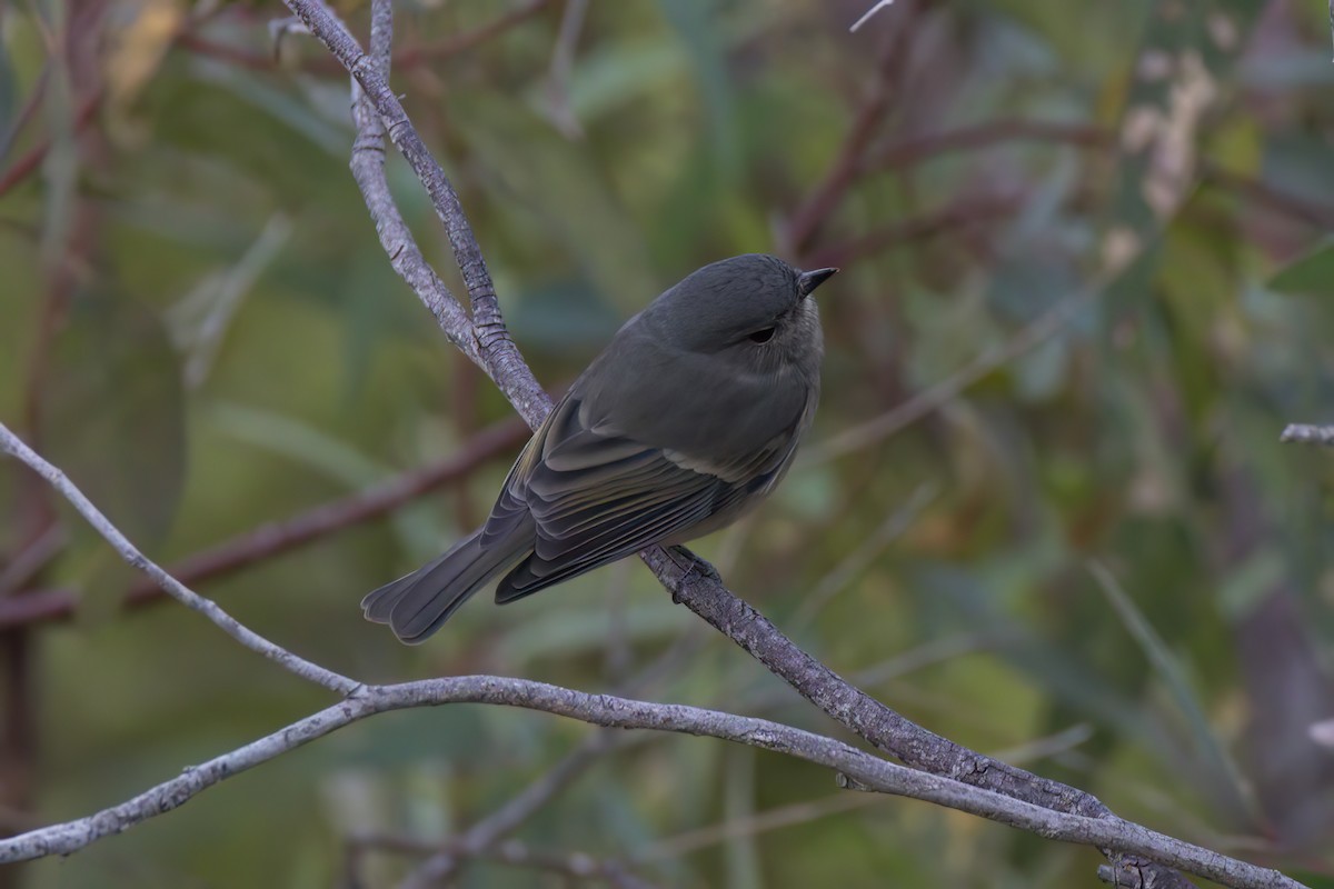 Golden Whistler (Western) - ML636422861