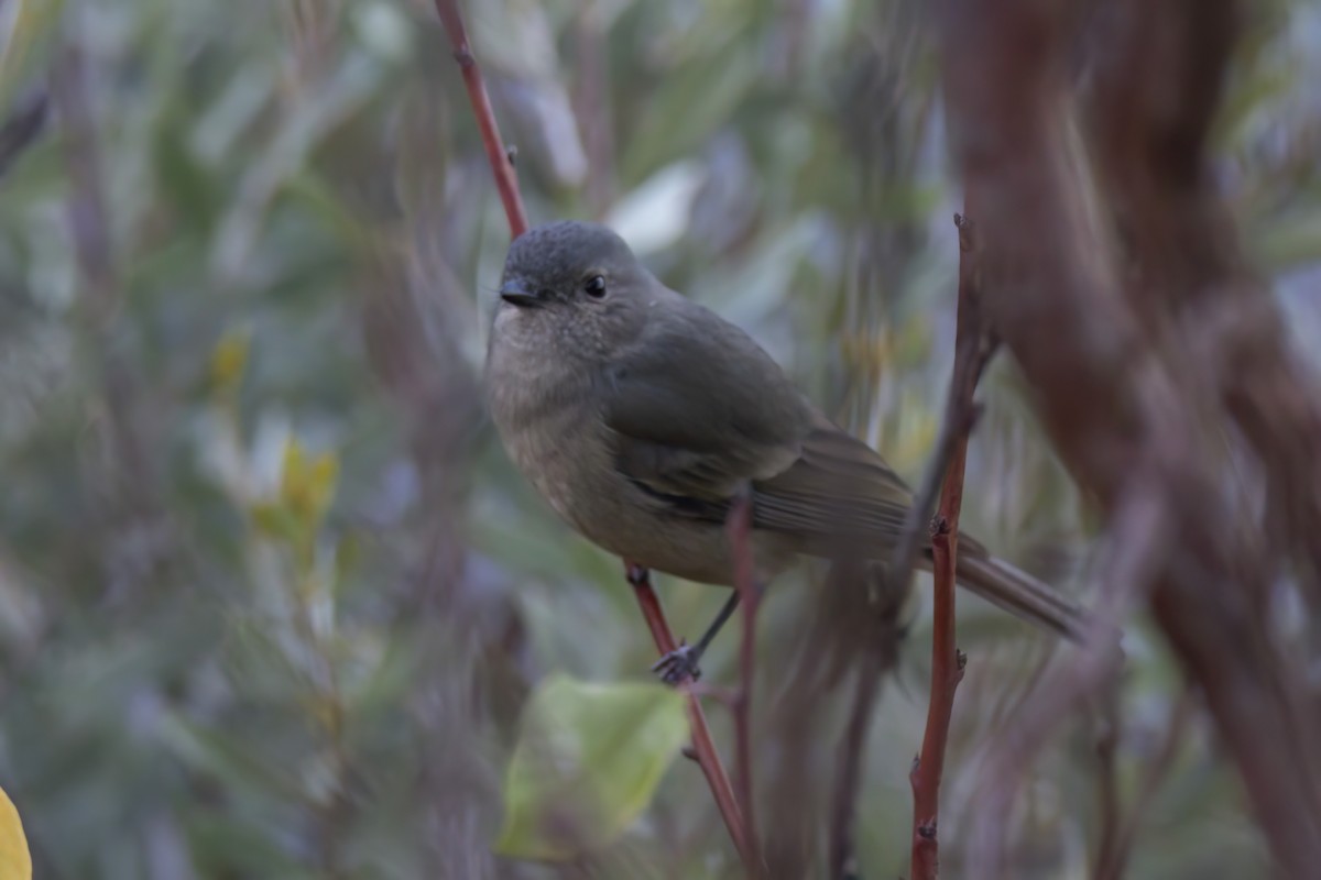 Golden Whistler (Western) - ML636422862