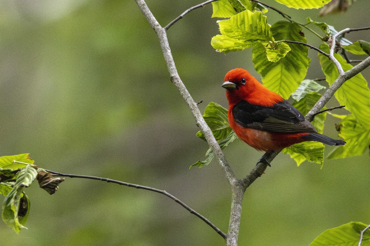 Scarlet Tanager - ML636422916
