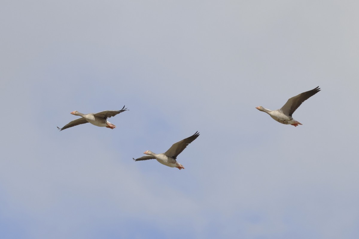Graylag Goose - ML636422939