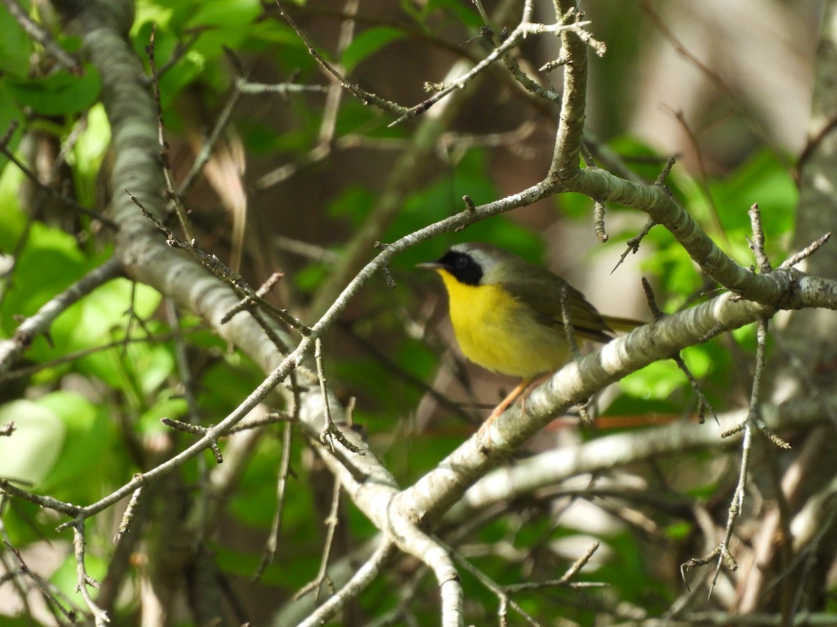 Common Yellowthroat - ML636422945