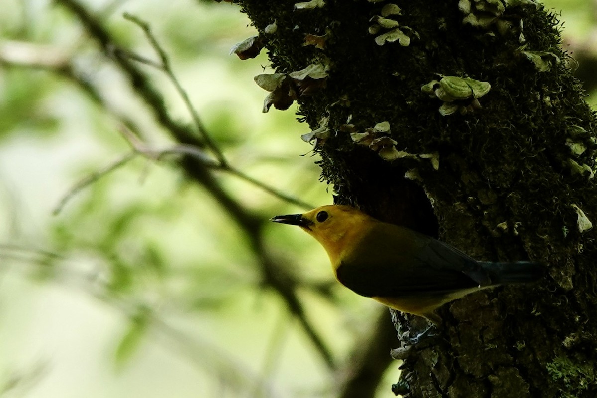 Prothonotary Warbler - ML636422987