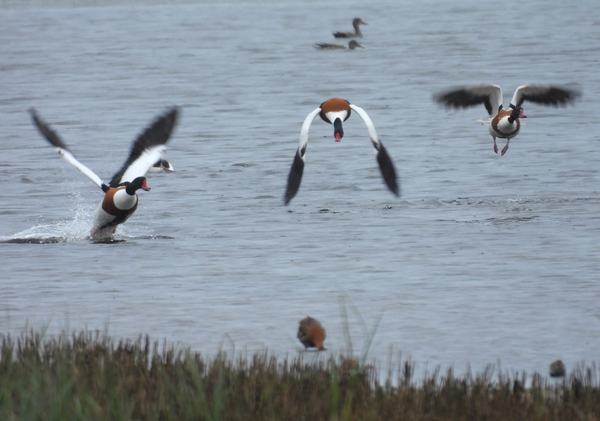 Common Shelduck - ML636423002