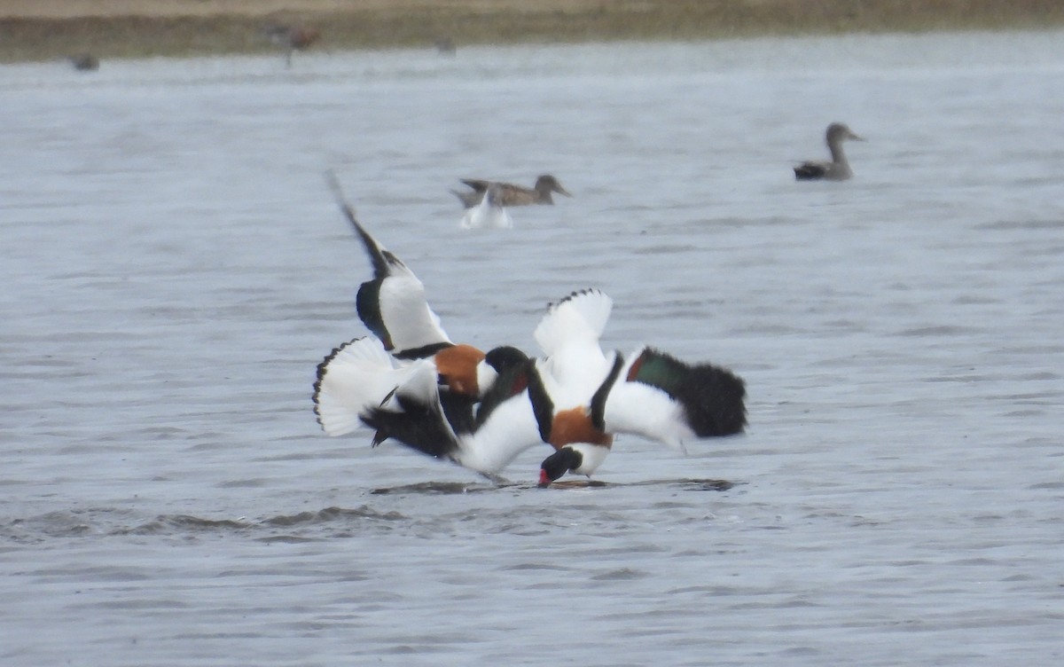 Common Shelduck - ML636423006