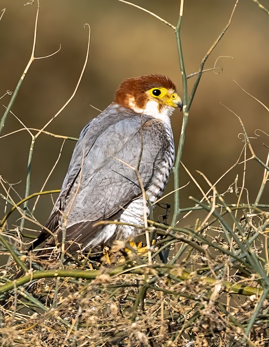Red-necked Falcon - ML636423027