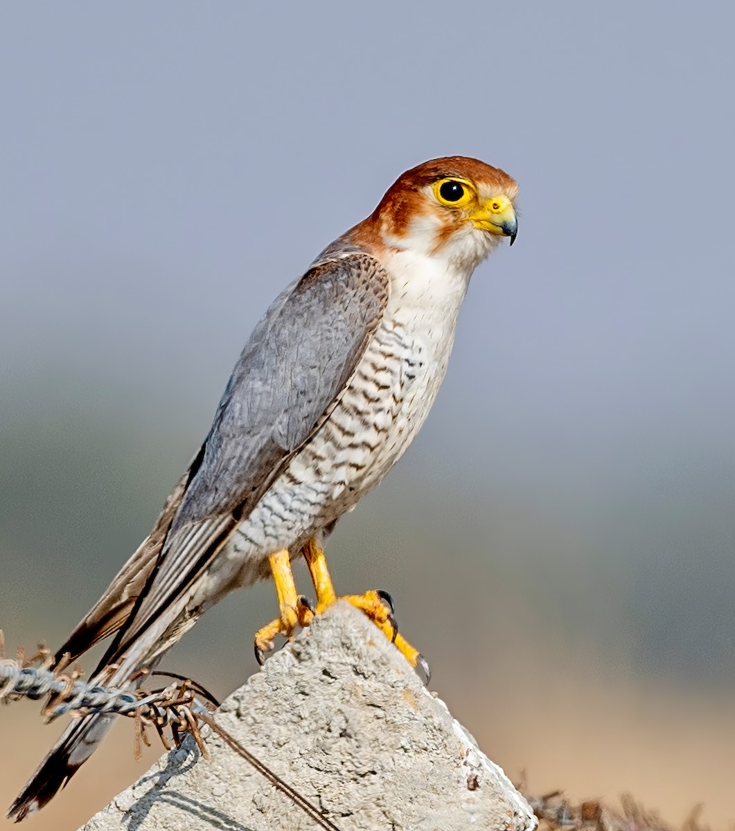 Red-necked Falcon - ML636423034