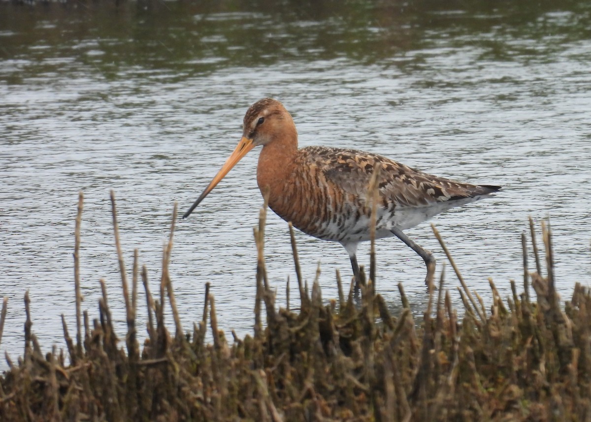 Black-tailed Godwit - ML636423035