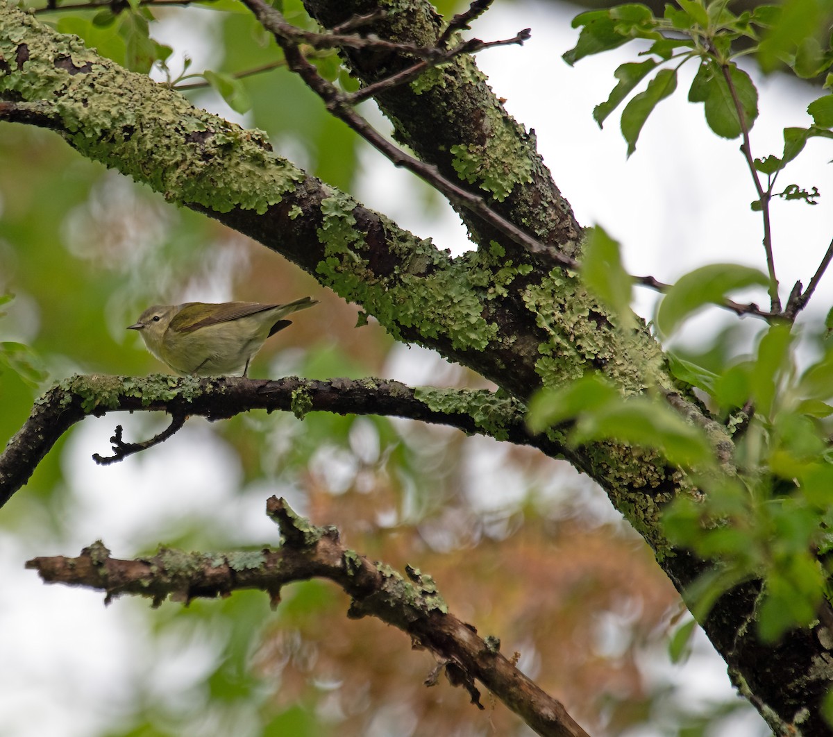 Reinita de Tennessee - ML636423050