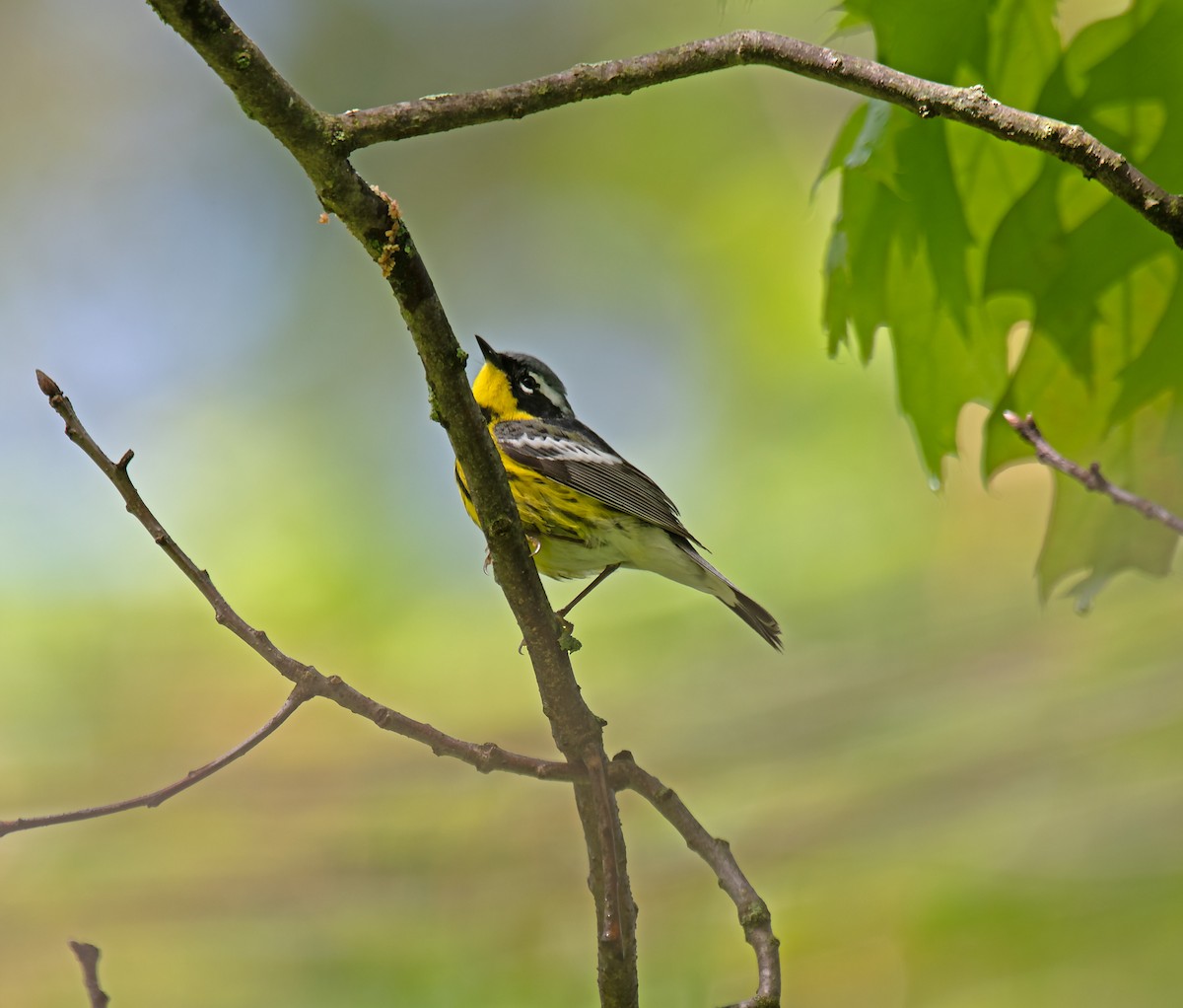 Reinita de Magnolia - ML636423055