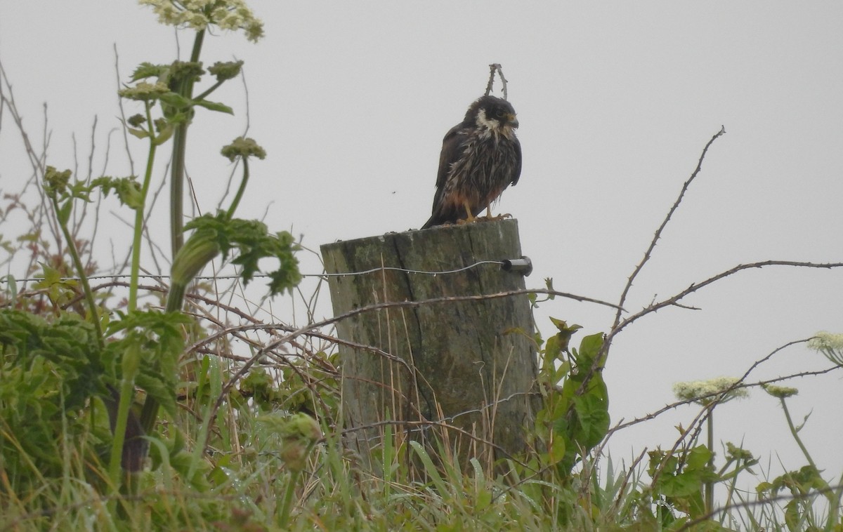 Eurasian Hobby - ML636423056