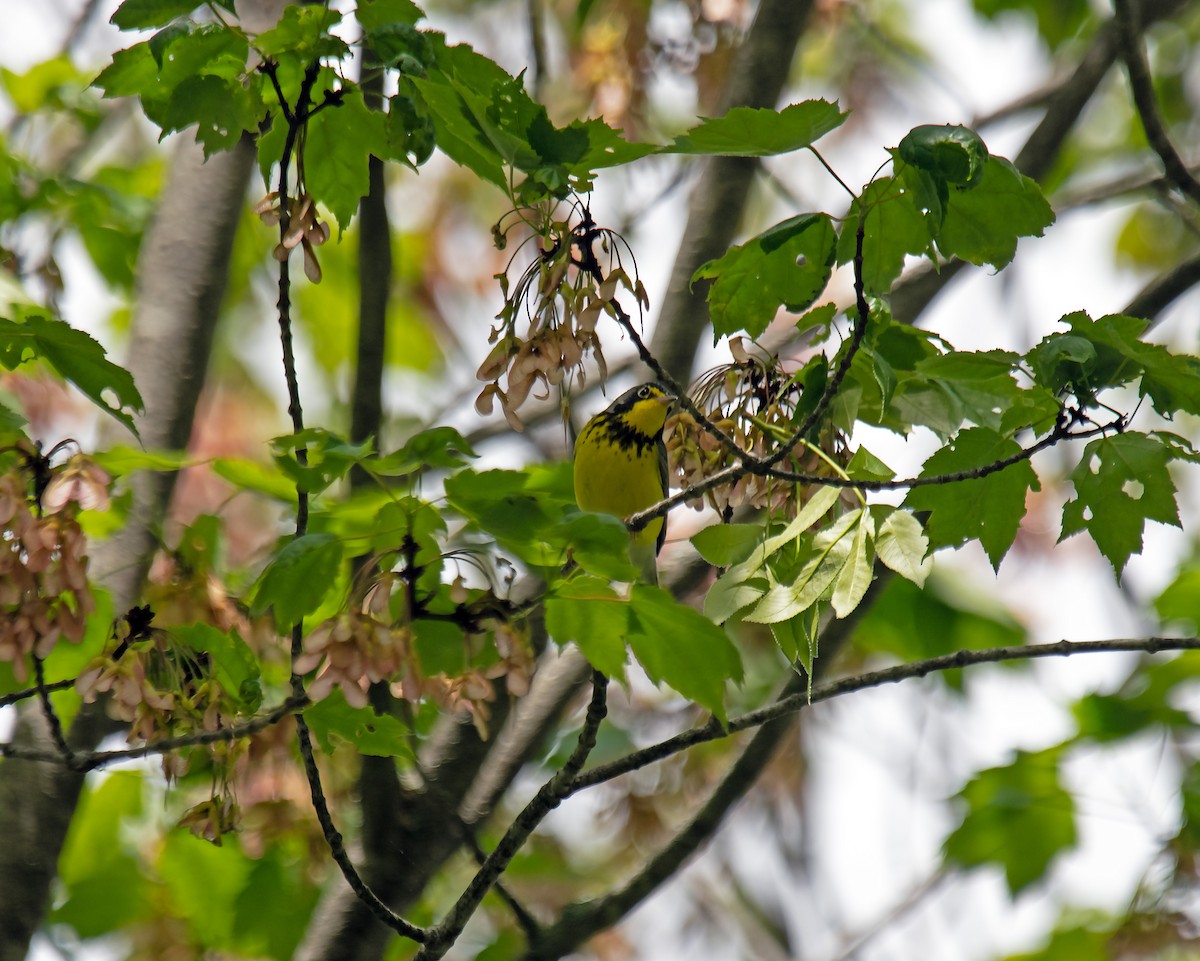 Reinita Canadiense - ML636423066