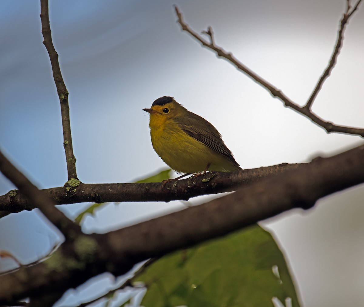 Reinita de Wilson - ML636423071