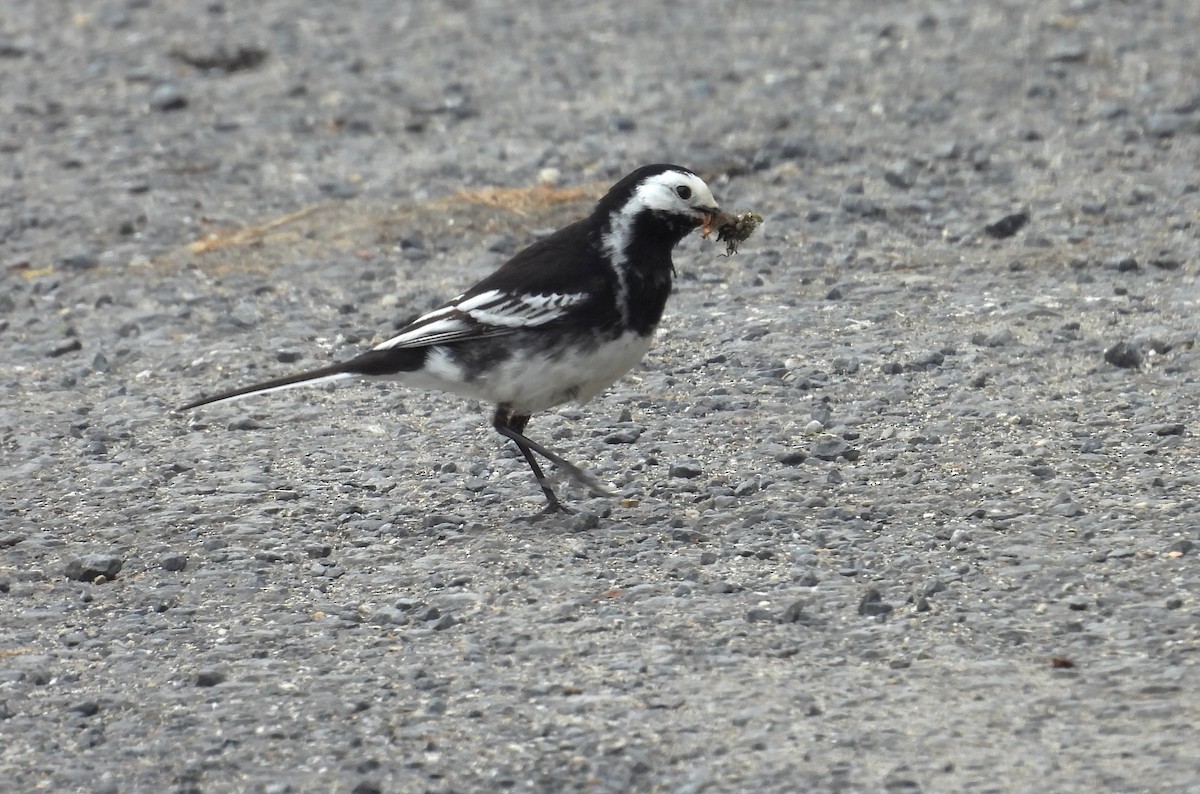 White Wagtail - ML636423098