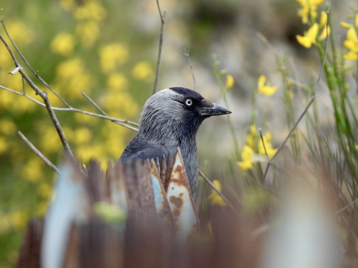 Eurasian Jackdaw - ML636423107