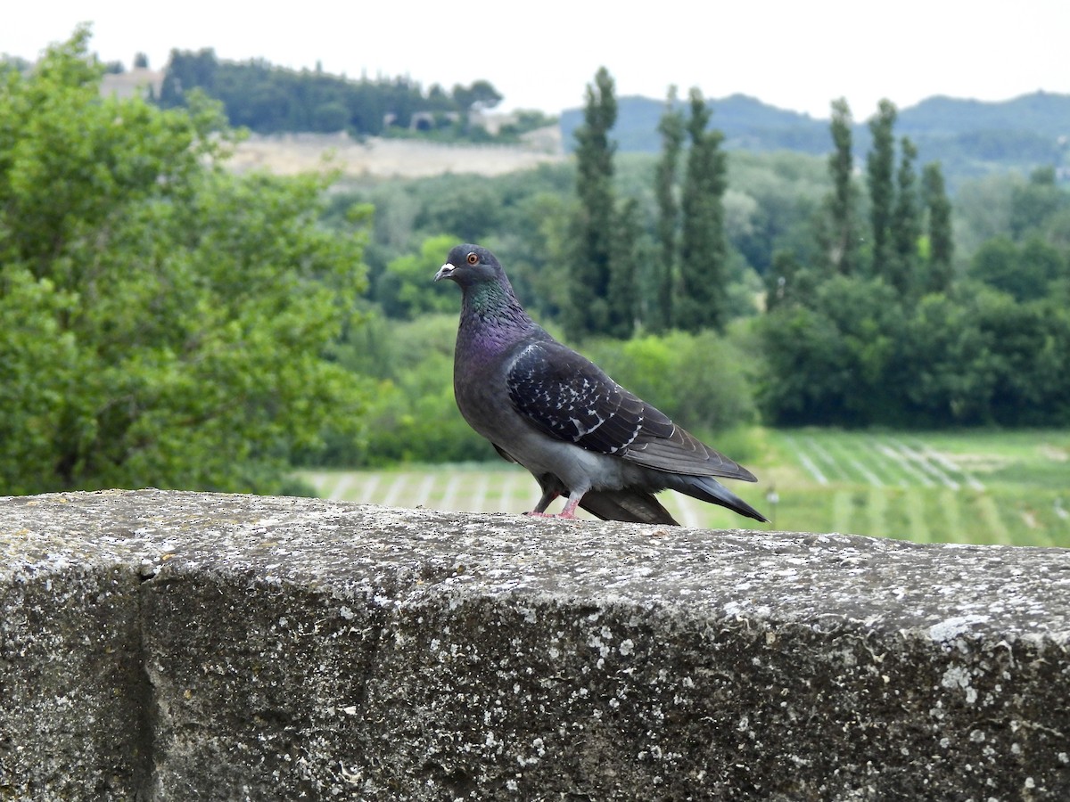 Rock Pigeon (Feral Pigeon) - ML636423141