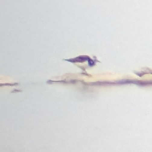 Алаг хайргач - ML636423271