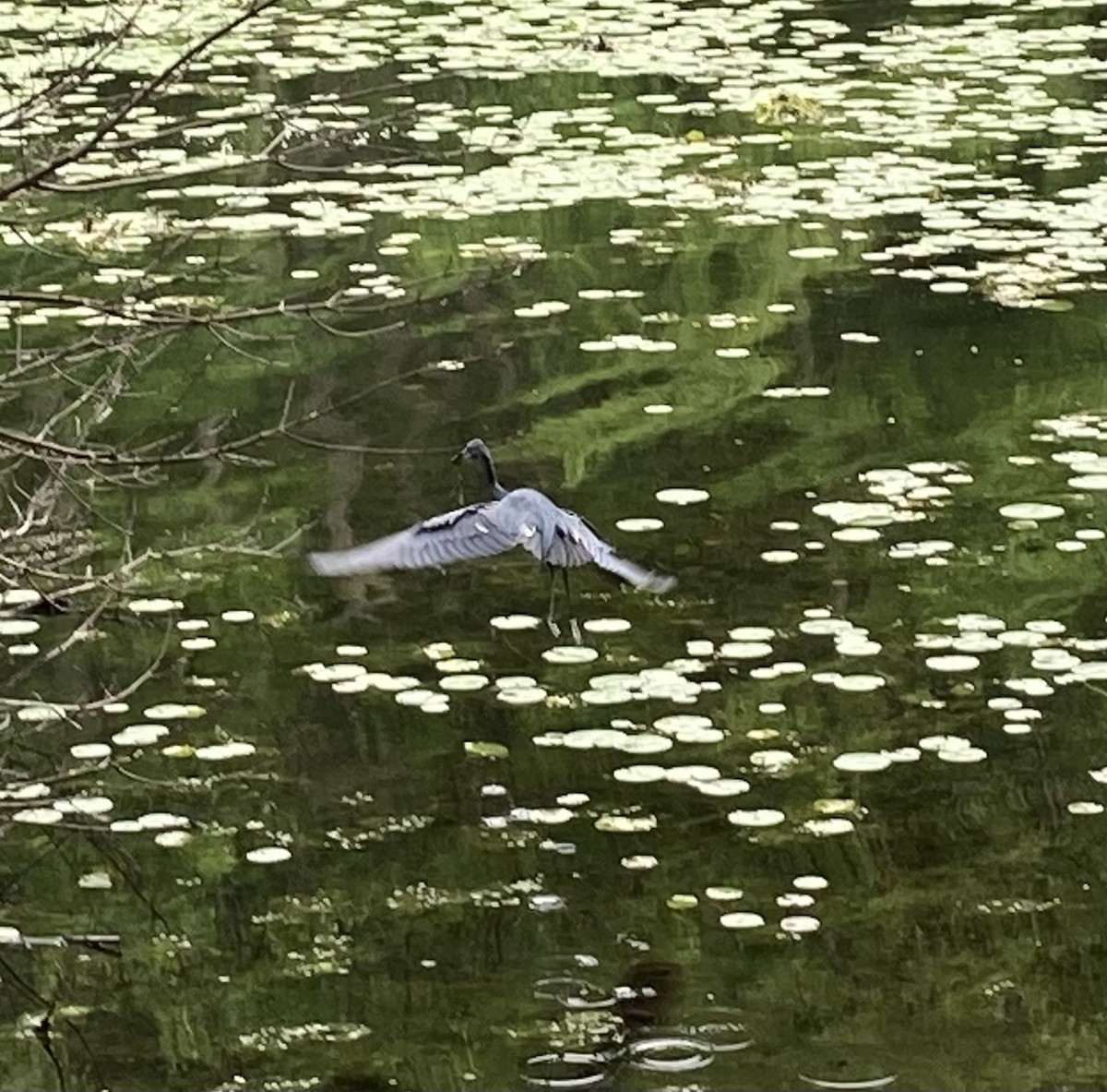 Little Blue Heron - ML636423286