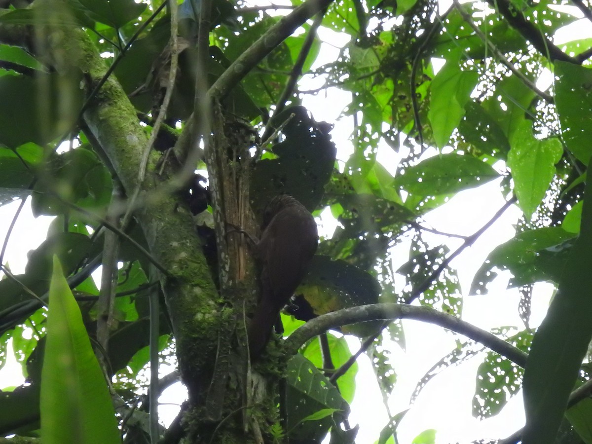 Brown-billed Scythebill - ML636423374