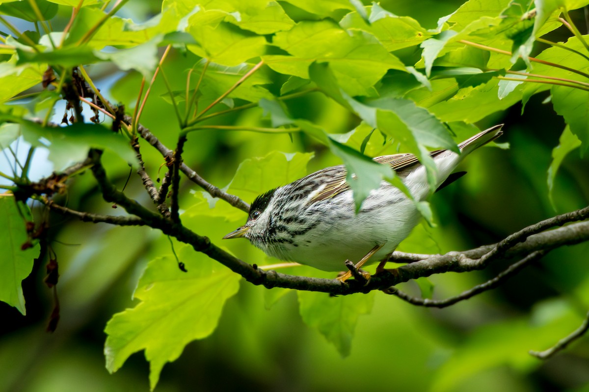 Blackpoll Warbler - ML636423501