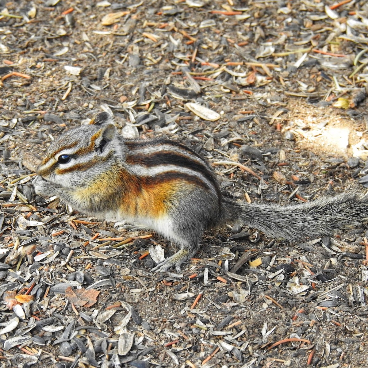 Colorado Chipmunk - ML636423504