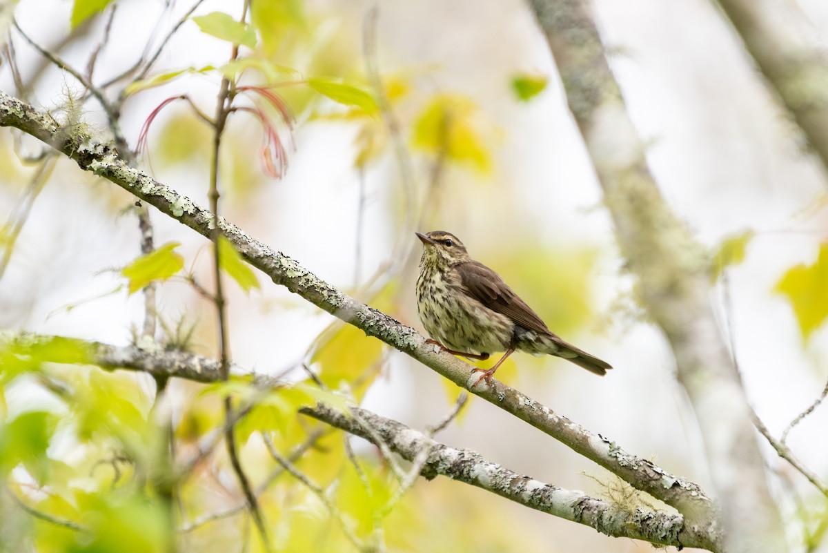 Paruline des ruisseaux - ML636423505