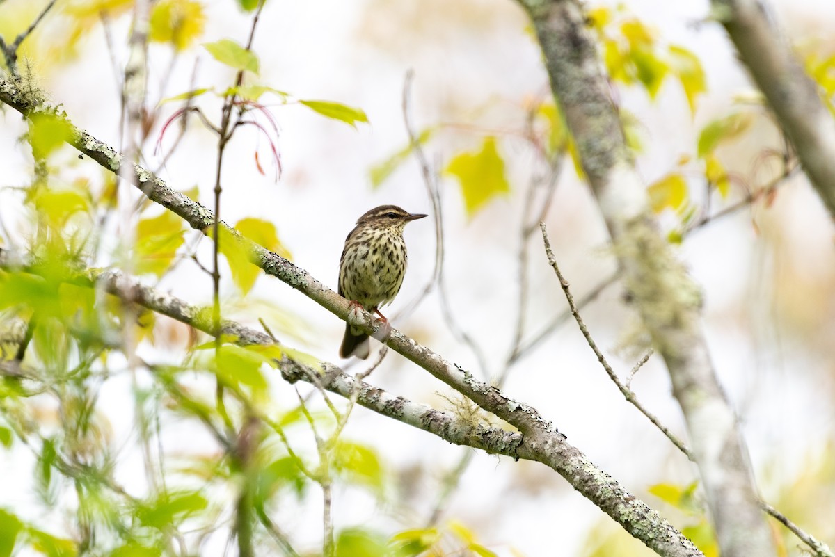 Paruline des ruisseaux - ML636423508