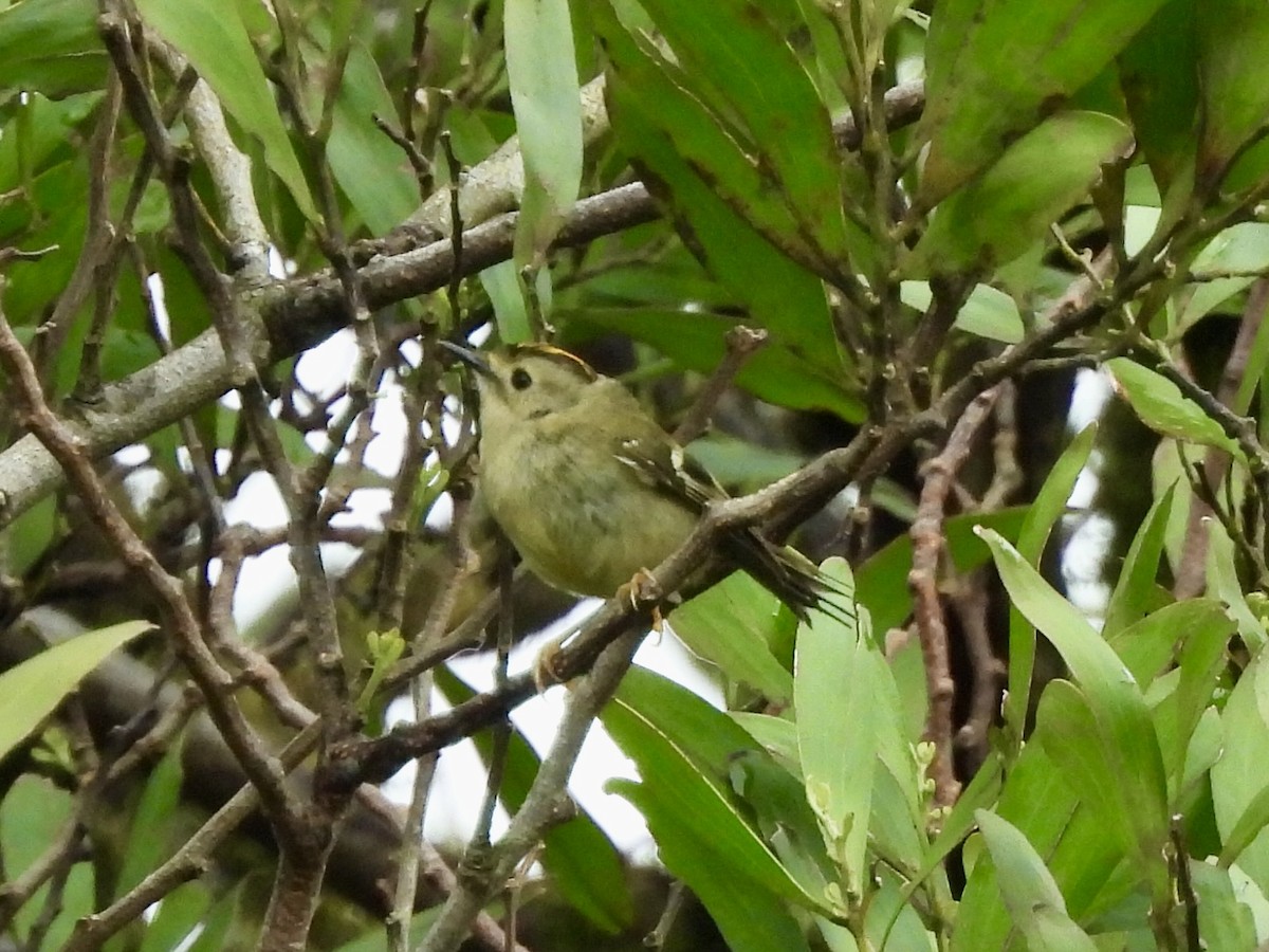 Goldcrest (Western Azores) - ML636423681