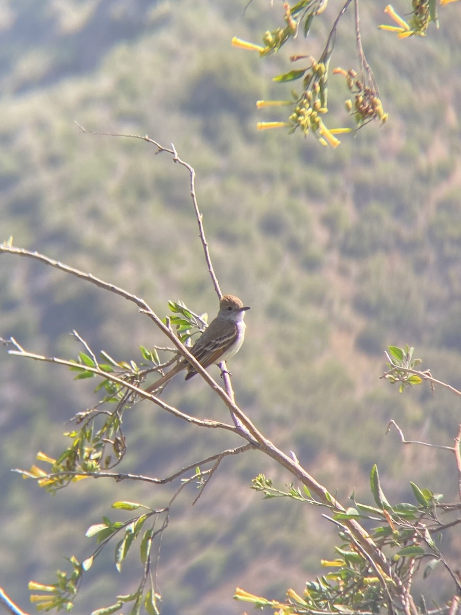 Ash-throated Flycatcher - ML636423807