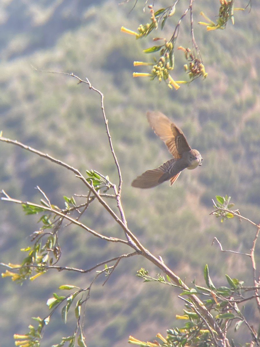 Ash-throated Flycatcher - ML636423809