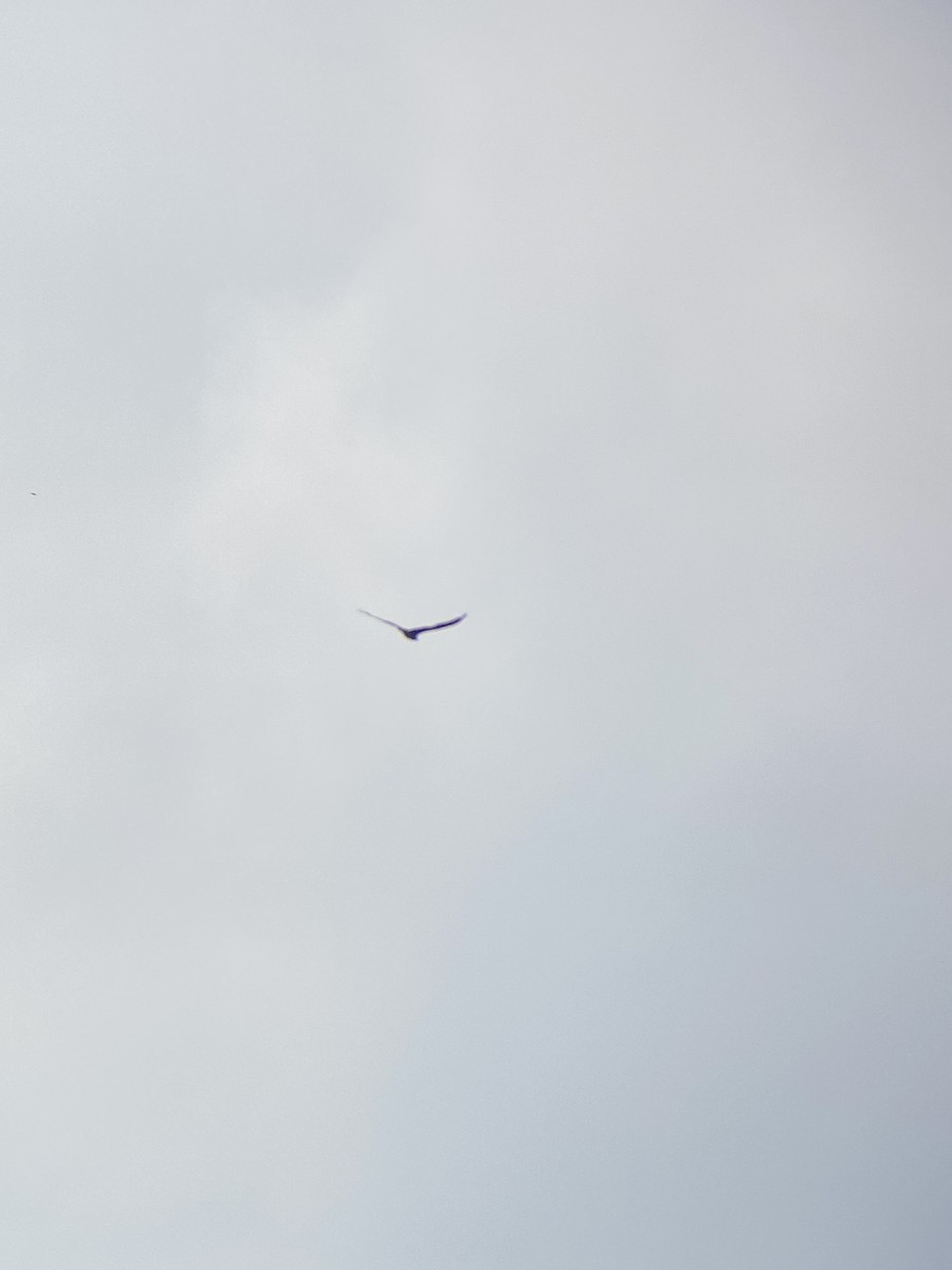 Turkey Vulture - ML636423861