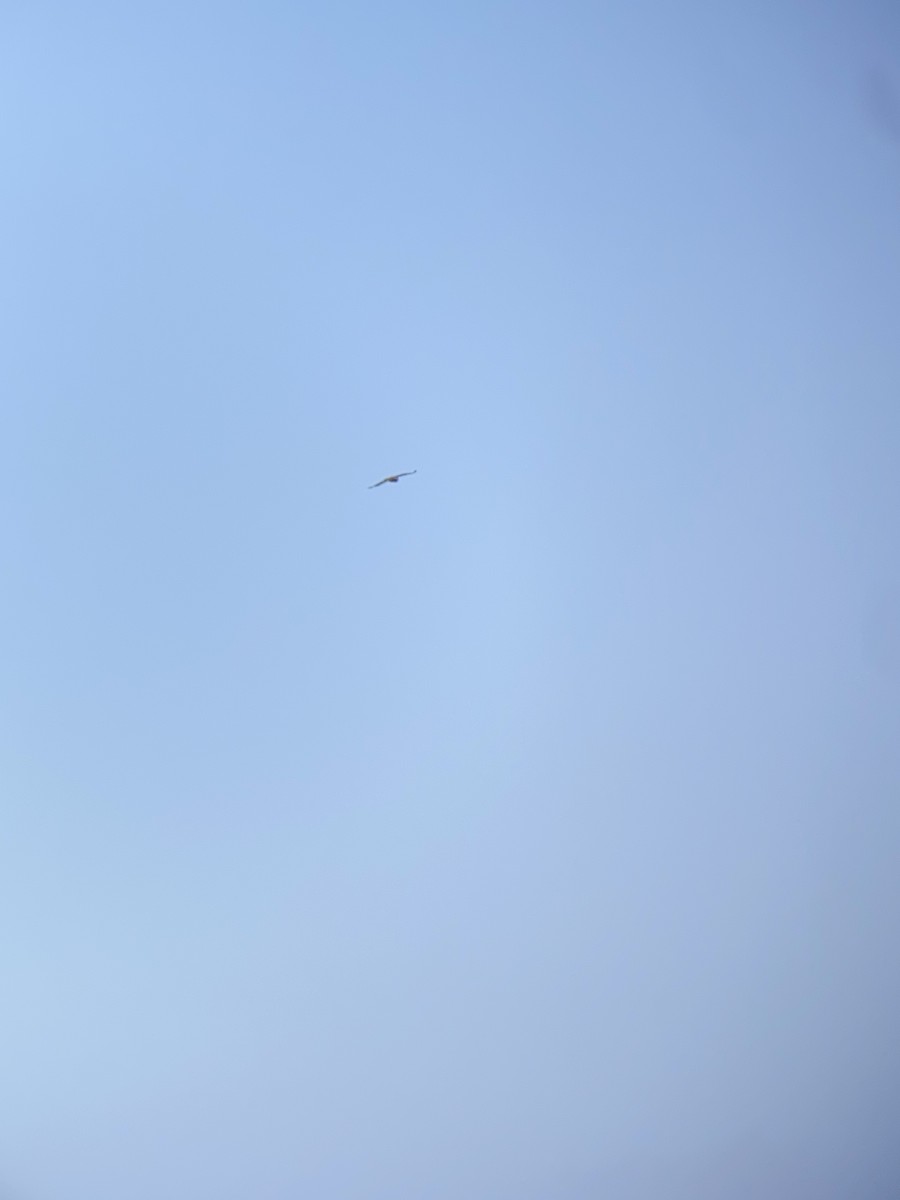 Turkey Vulture - ML636423862