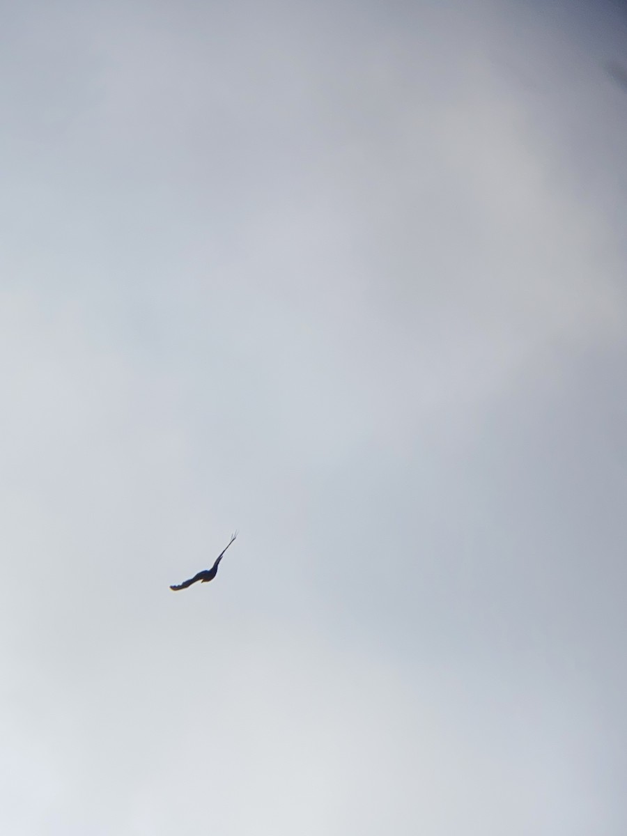 Turkey Vulture - ML636423863
