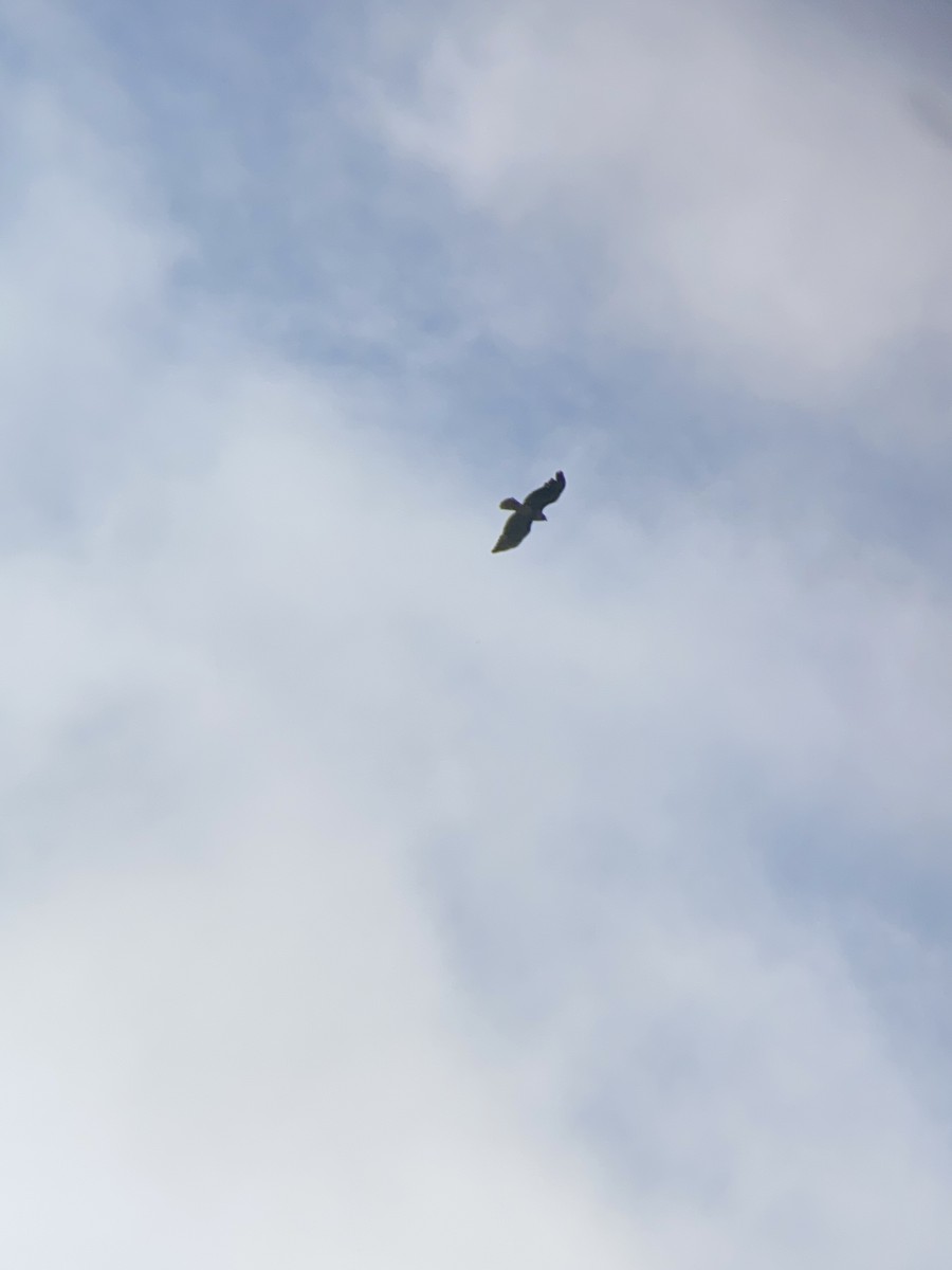 Red-tailed Hawk - ML636423874