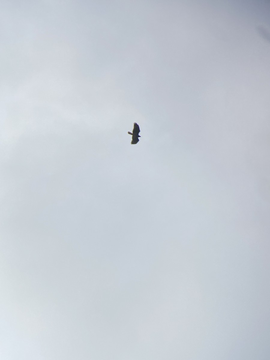 Red-tailed Hawk - ML636423875