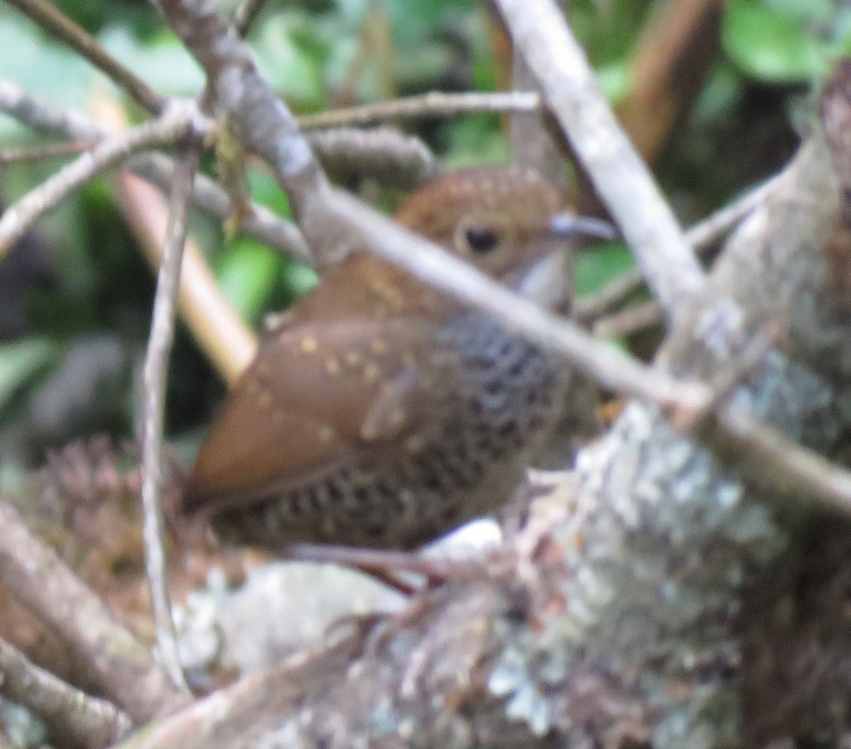 Scaly-breasted Cupwing - ML636423901